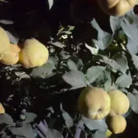 اجاره-باغ-میوه