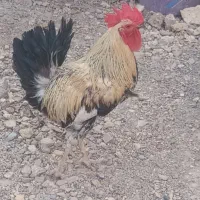 خروس
