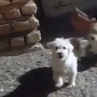 پاکوتاه بامزه