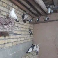 کفتر|پرنده|چنگ الماسی, |دیوار