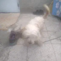 پاکوتاه|سگ|تربتحیدریه, بالا ولایت|دیوار