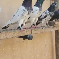 تیدی پاکستانی|پرنده|بندر ماهشهر, |دیوار