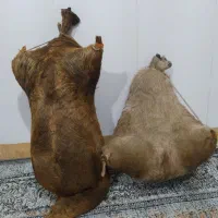 هیزه نو فروش|عمده‌فروشی|نورآباد, |دیوار