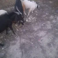 نری|حیوانات مزرعه|بند زرک, |دیوار