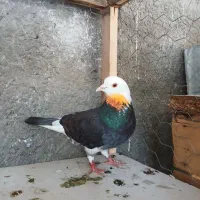 کبوتر شازده پرش سنگین