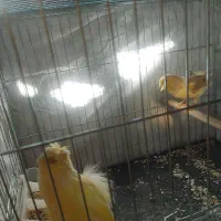 قناری حلقه به پا علی زاده|پرنده|اسلامشهر, شهرک امام حسین (میان آباد)|دیوار