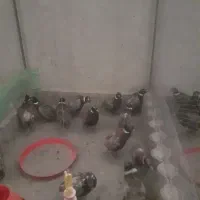 فروش خروس آمریکایی قرقا|حیوانات مزرعه|گلمکان, |دیوار