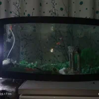 آکواریوم|ماهی|ارومیه, |دیوار