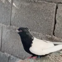 کبوتر|پرنده|بندر دیر, |دیوار