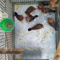 فنچ توت فرنگی گلدین کراواتی|پرنده|تهران, صاحب الزمان|دیوار