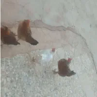 مرغ بومی اصل|حیوانات مزرعه|لردگان, |دیوار