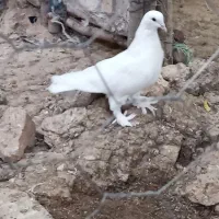 کبوتر تمیز معاوضه و فروش