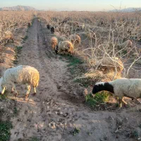 ۵۰ راس بره نر و ماده