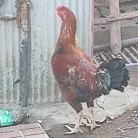 خروس و مرغ لاری