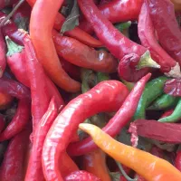 فلفل قرمز تند|خوردنی و آشامیدنی|حمیدیا, |دیوار