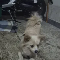 واگذاری  سگ پامرایین|سگ|لاهیجان, طالقانی|دیوار