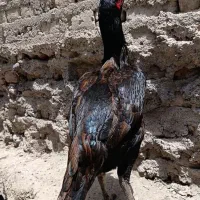 مرغ وخروس