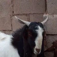 بزغاله نر پاکستانی اصل معاوضه با میش