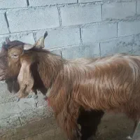 بعده افغانی