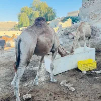 شتر نر|حیوانات مزرعه|قشم, |دیوار