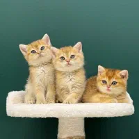 گربه بیریتیش و اسکاتیش