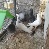 توقی|پرنده|سوسنگرد, |دیوار