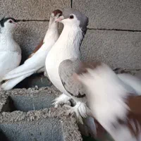 کفترلاهوری،چادری