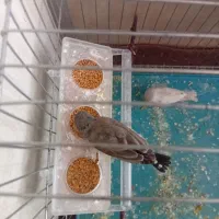 فنچ|پرنده|کرمان, |دیوار