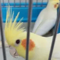 عروس هلندی|پرنده|سیرجان, |دیوار