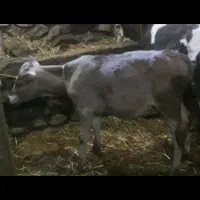 گوساله گوشتی