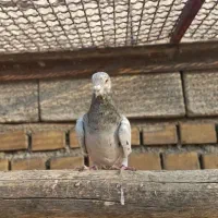 سه تا نر دورگ|پرنده|بهبهان, |دیوار