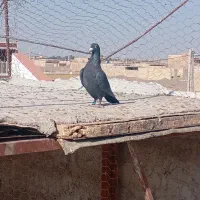 ۲۵۰ ماده کلاغ|پرنده|رفسنجان, |دیوار