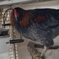 خروس میکس برهما گلین ریش دار