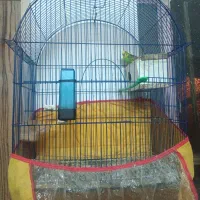 دوجفت مرغ عشق مولد|پرنده|زاهدان, |دیوار