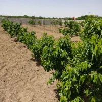 باغ ویلا تبریز شبستر