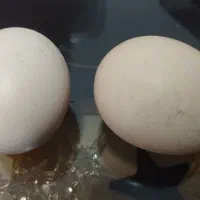 تخم مرغ محلی