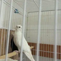 عروس هلندی آلبینو ماده اماده جفت و مرغ عشق