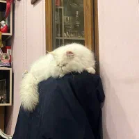 واگذاری گربه