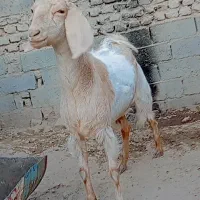 بز.|حیوانات مزرعه|زابل, |دیوار