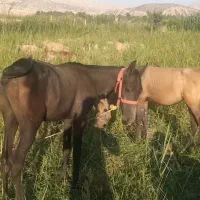 کره اسب مشکی واکسی