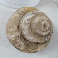 فسیل حلزون بزرگ