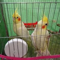 عروس هلندی یا پاریس