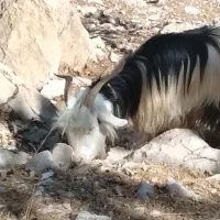 بز معاوضه بامیش