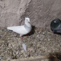 کبوتر طوقی|پرنده|گنبد کاووس, |دیوار