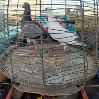 پلاکی|پرنده|شیراز, کوشک میدان|دیوار