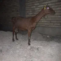 بز مورسیا کوهبنان
