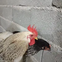 مرغ و خروس