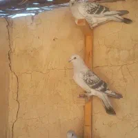 کبوتر شامی کاکلی وپولکی زیر خاکی|پرنده|سیمکان, |دیوار