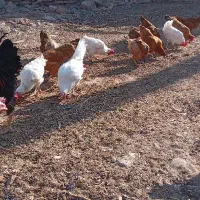 فروش مرغ تخمی