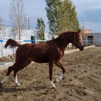 کره نریان عرب مصری ۲سر|اسب و تجهیزات اسب‌سواری|کرج, شهرک جهان آرا|دیوار